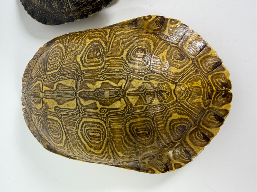 Authentic Collection of Real Natural Pond Slider Turtle Carapace Shell Specimens 10'L and 7'L [Photo 5]
