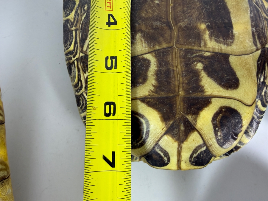 Authentic Collection of Real Natural Pond Slider Turtle Carapace Shell Specimens 10'L and 7'L [Photo 8]