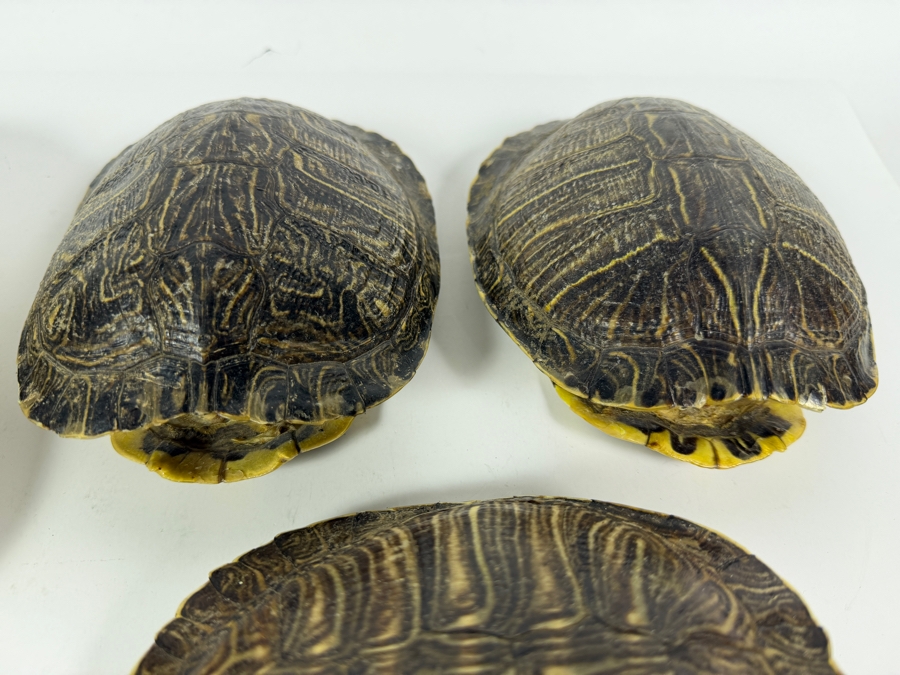 Authentic Collection of Real Natural Pond Slider Turtle Carapace Shell Specimens 10'L and 7'L [Photo 4]