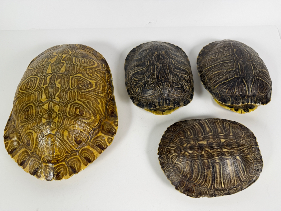 Authentic Collection of Real Natural Pond Slider Turtle Carapace Shell Specimens 10'L and 7'L [Photo 2]