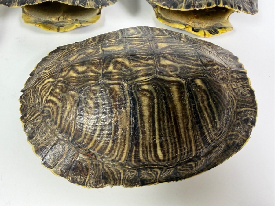 Authentic Collection of Real Natural Pond Slider Turtle Carapace Shell Specimens 10'L and 7'L [Photo 3]