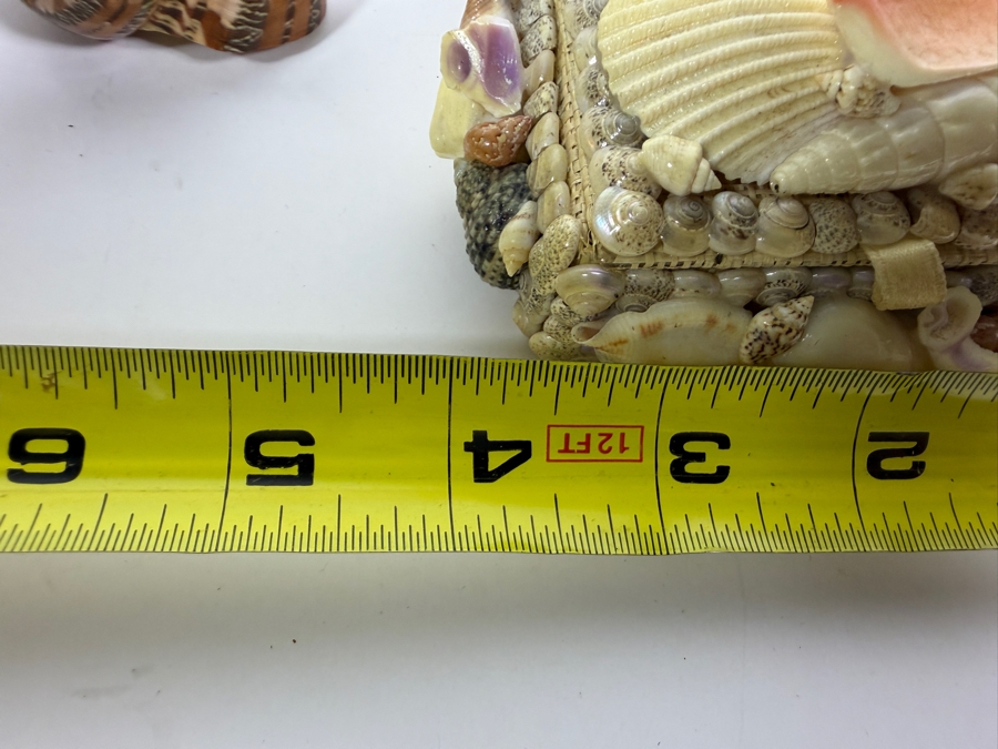 Polished Specimen-Grade Pearl Turbo Shell Collection and Artisan Handcrafted Seashell Mosaic Treasure Trinket Box [Photo 8]