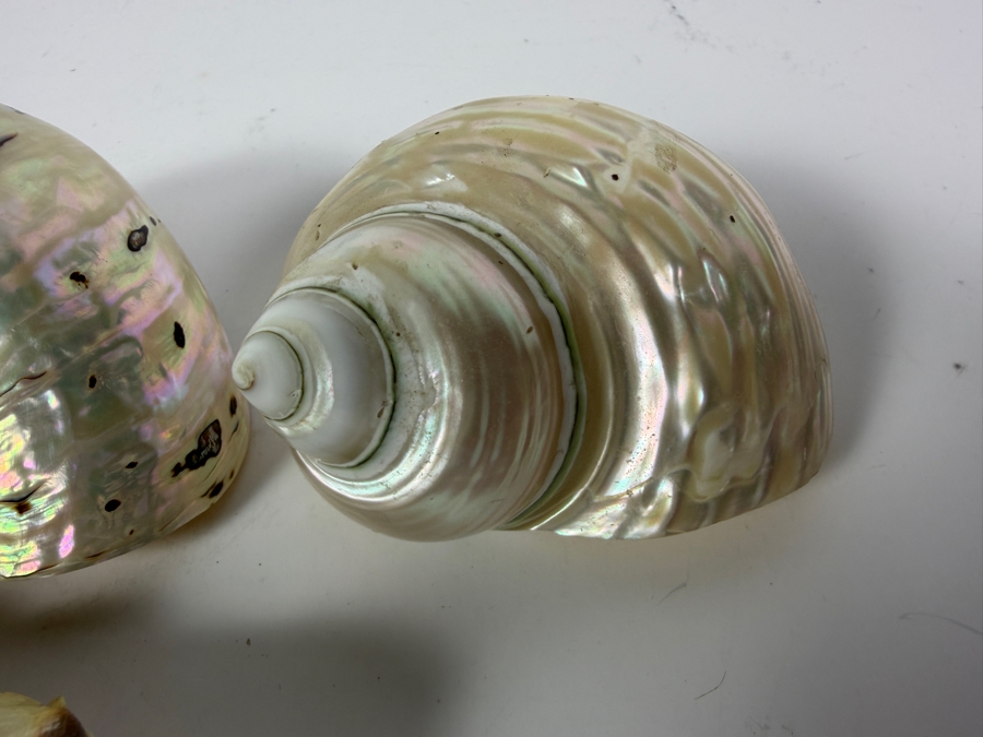Polished Specimen-Grade Pearl Turbo Shell Collection and Artisan Handcrafted Seashell Mosaic Treasure Trinket Box [Photo 6]