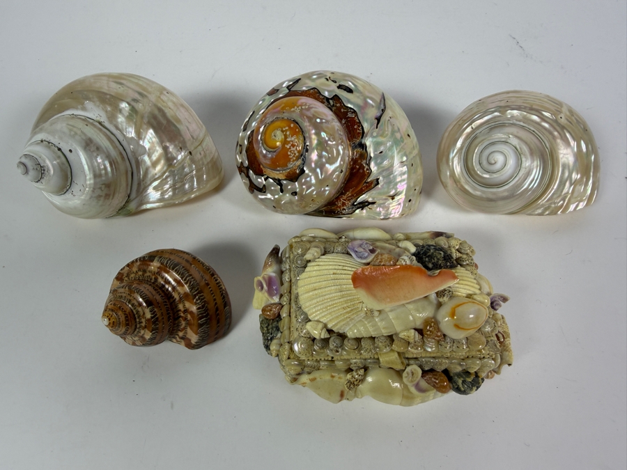 Polished Specimen-Grade Pearl Turbo Shell Collection and Artisan Handcrafted Seashell Mosaic Treasure Trinket Box [Photo 2]