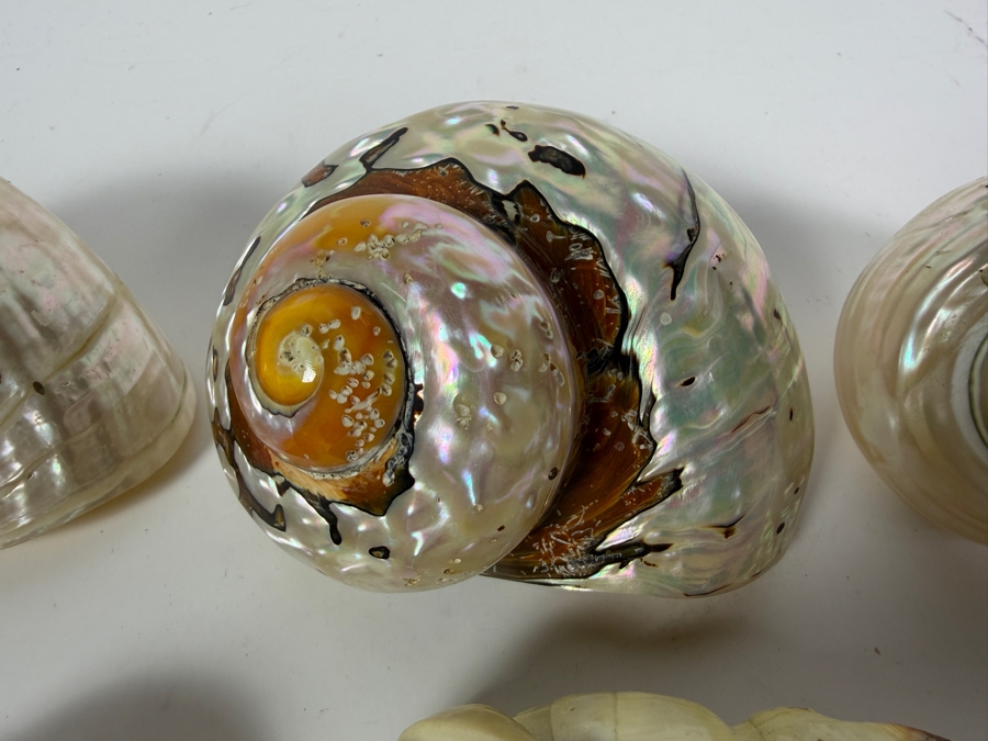 Polished Specimen-Grade Pearl Turbo Shell Collection and Artisan Handcrafted Seashell Mosaic Treasure Trinket Box [Photo 5]