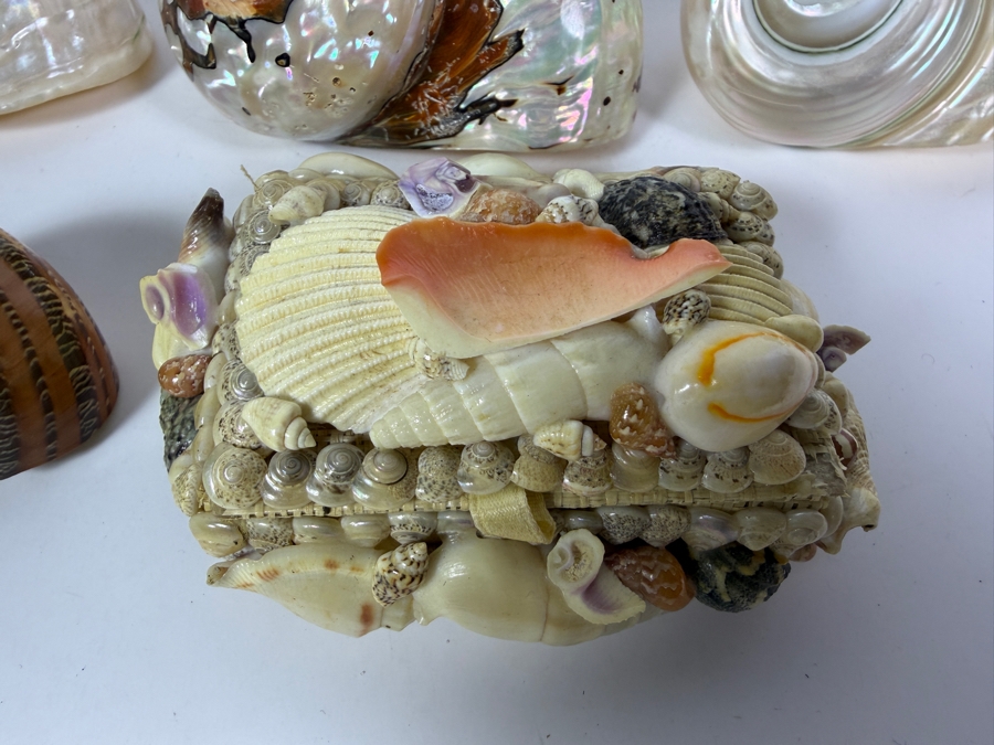 Polished Specimen-Grade Pearl Turbo Shell Collection and Artisan Handcrafted Seashell Mosaic Treasure Trinket Box [Photo 3]