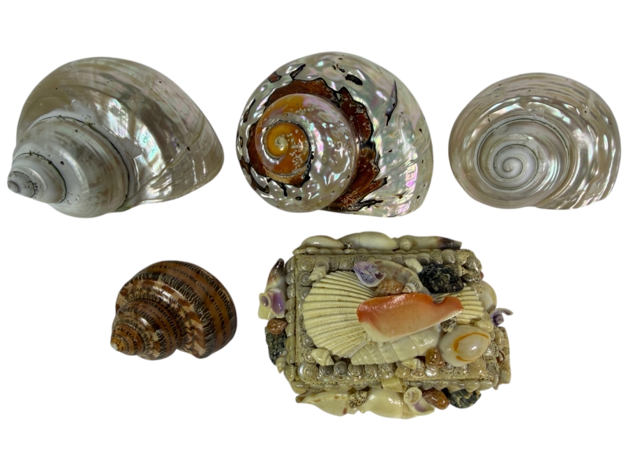 Polished Specimen-Grade Pearl Turbo Shell Collection and Artisan Handcrafted Seashell Mosaic Treasure Trinket Box