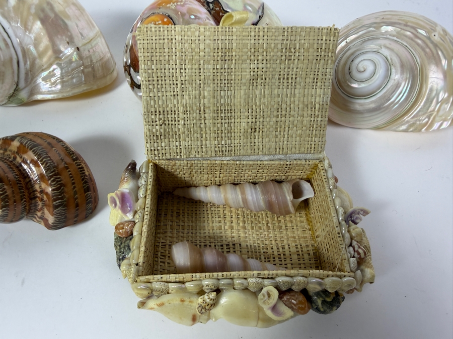 Polished Specimen-Grade Pearl Turbo Shell Collection and Artisan Handcrafted Seashell Mosaic Treasure Trinket Box [Photo 4]