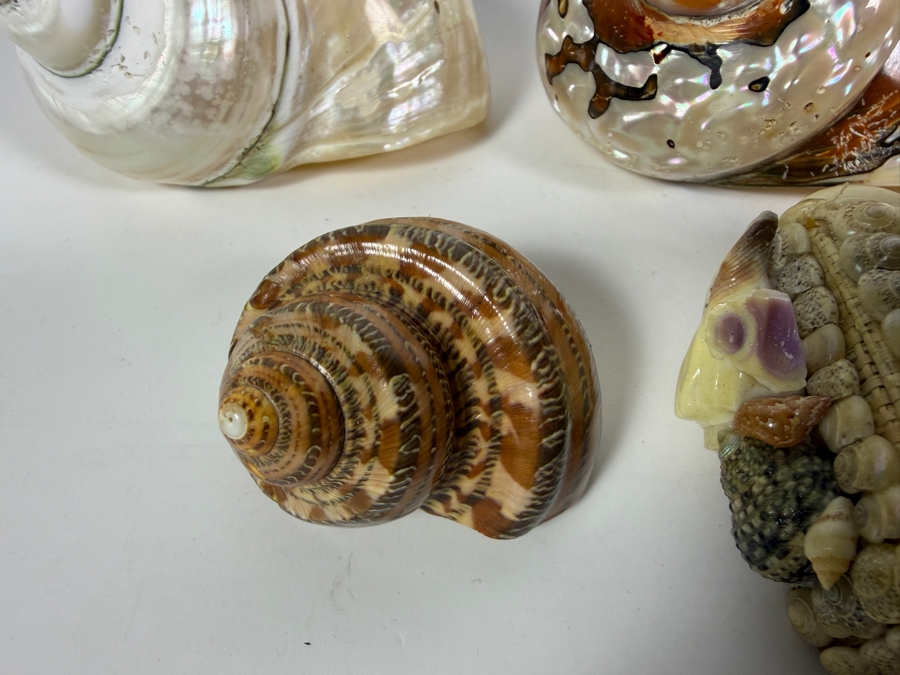 Polished Specimen-Grade Pearl Turbo Shell Collection and Artisan Handcrafted Seashell Mosaic Treasure Trinket Box [Photo 7]