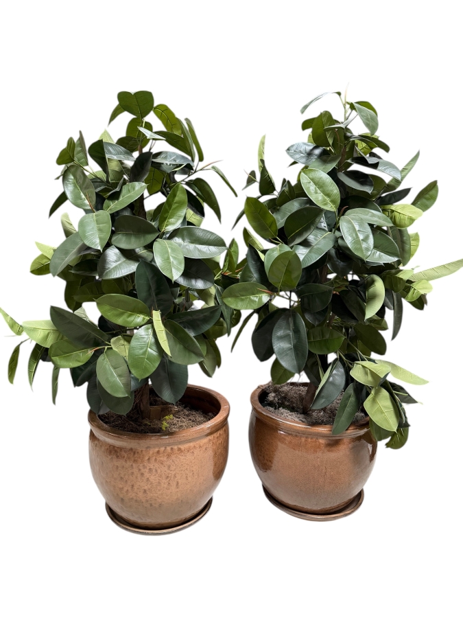 Pair Of Oversized Faux Rubber Tree Artificial Silk Plants Housed In Large Round Glossy Metallic Bronze Glazed Ceramic Pots 24' Pots and 70'H [Photo 2]