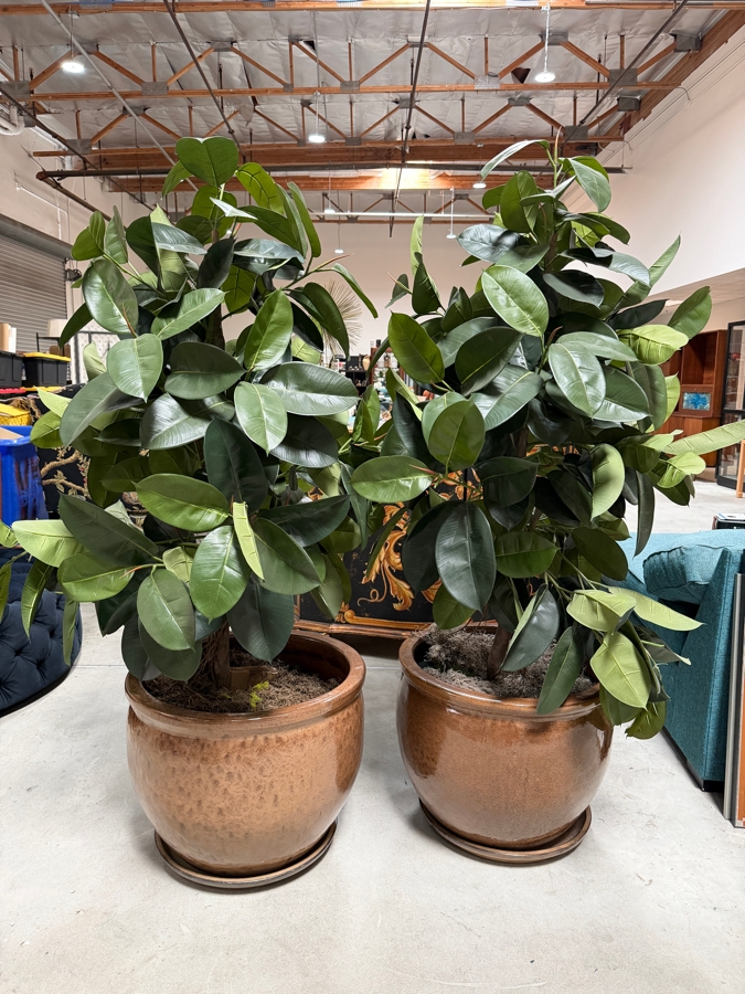Pair Of Oversized Faux Rubber Tree Artificial Silk Plants Housed In Large Round Glossy Metallic Bronze Glazed Ceramic Pots 24' Pots and 70'H