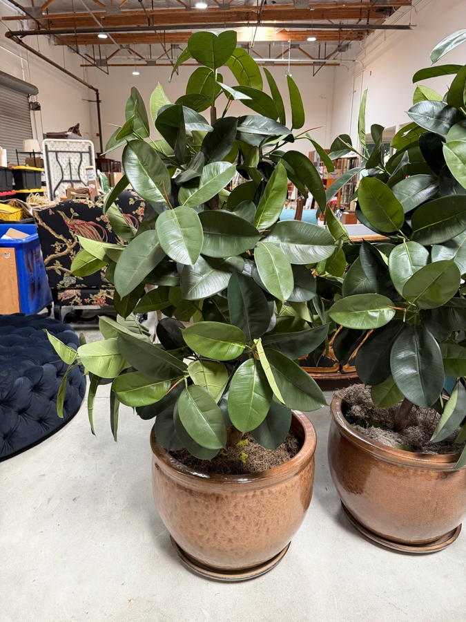 Pair Of Oversized Faux Rubber Tree Artificial Silk Plants Housed In Large Round Glossy Metallic Bronze Glazed Ceramic Pots 24' Pots and 70'H [Photo 3]