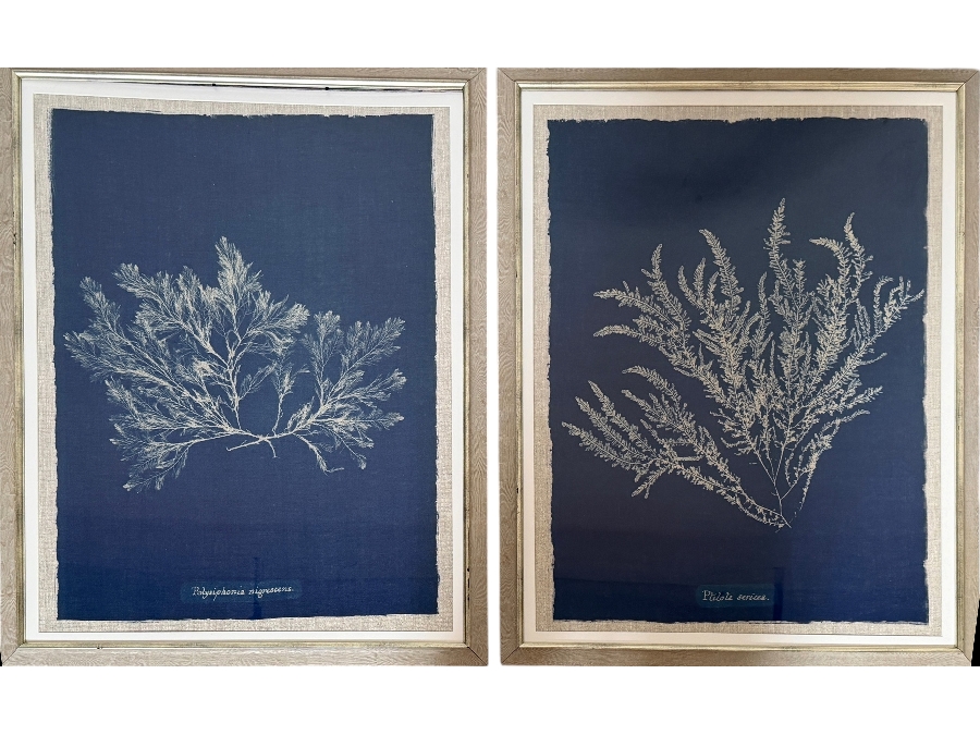 Just Added - Set Of 2 MINDTHEGAP Seaweed Indigo Vintage Botanical Framed Art Prints 26'W X 34'H