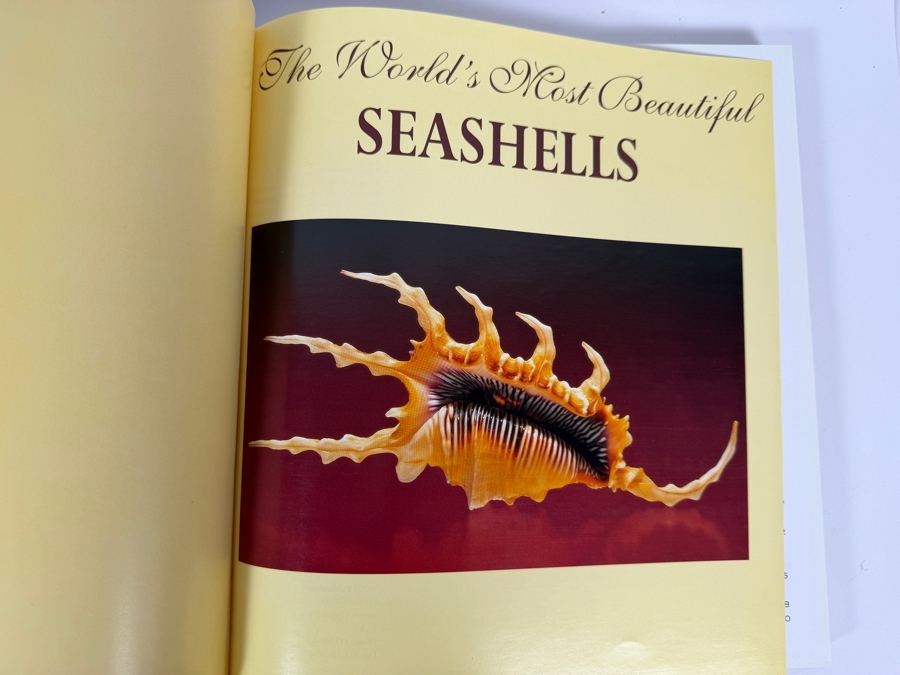 Vintage The World's Most Beautiful Seashells Hardcover Book By Peter Carmichael With Two Large Specimen Organic Seashells [Photo 5]