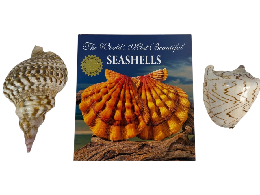 Vintage The World's Most Beautiful Seashells Hardcover Book By Peter Carmichael With Two Large Specimen Organic Seashells