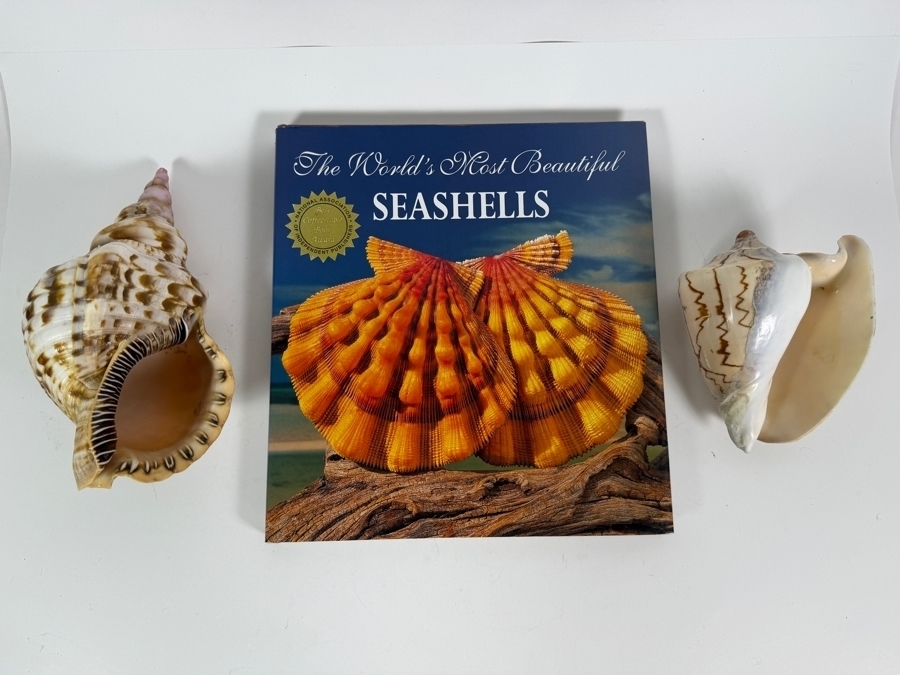 Vintage The World's Most Beautiful Seashells Hardcover Book By Peter Carmichael With Two Large Specimen Organic Seashells [Photo 4]