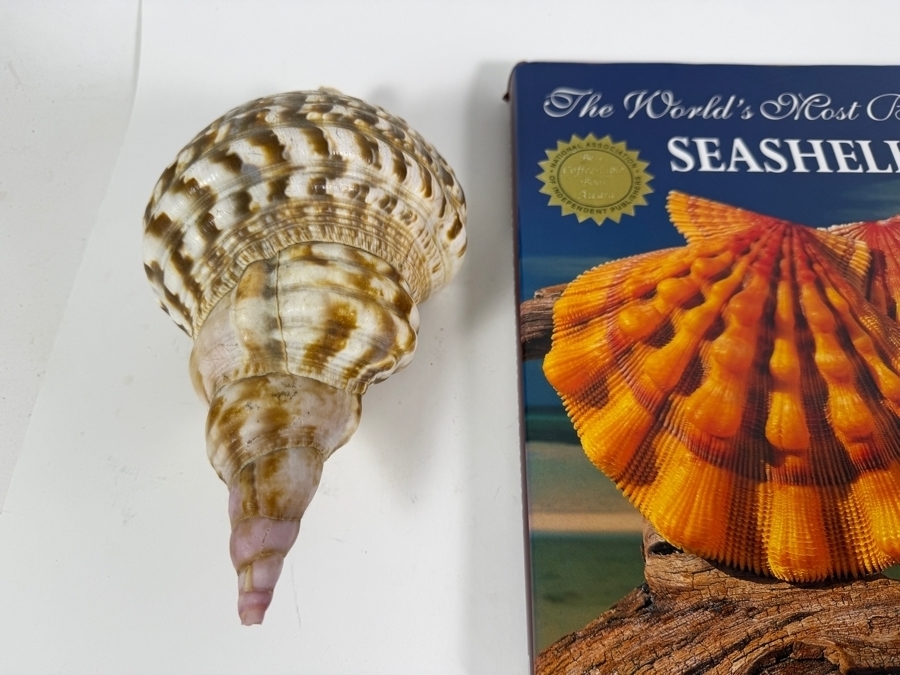 Vintage The World's Most Beautiful Seashells Hardcover Book By Peter Carmichael With Two Large Specimen Organic Seashells [Photo 2]