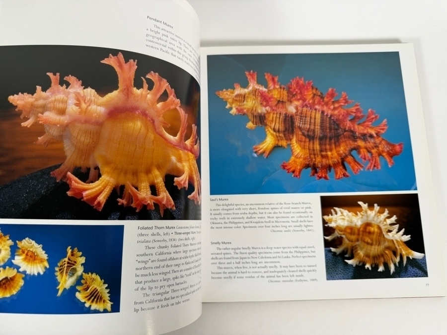 Vintage The World's Most Beautiful Seashells Hardcover Book By Peter Carmichael With Two Large Specimen Organic Seashells [Photo 7]