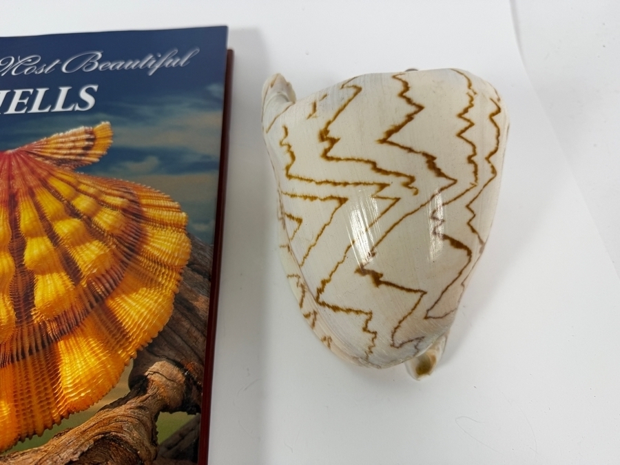 Vintage The World's Most Beautiful Seashells Hardcover Book By Peter Carmichael With Two Large Specimen Organic Seashells [Photo 3]