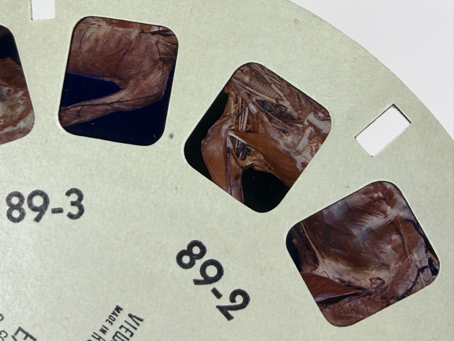 Rare Set Of (6) Vintage 1955 A Stereoscopic Atlas of Human Anatomy by David L. Bassett Upper and Lower Extremity View-Master Reels [Photo 8]