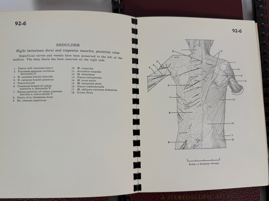 Rare Set Of (6) Vintage 1955 A Stereoscopic Atlas of Human Anatomy by David L. Bassett Upper and Lower Extremity View-Master Reels [Photo 16]
