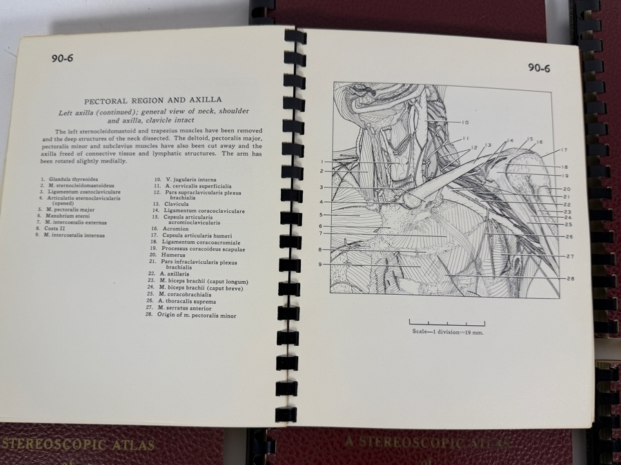 Rare Set Of (6) Vintage 1955 A Stereoscopic Atlas of Human Anatomy by David L. Bassett Upper and Lower Extremity View-Master Reels [Photo 17]