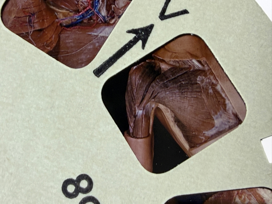 Rare Set Of (6) Vintage 1955 A Stereoscopic Atlas of Human Anatomy by David L. Bassett Upper and Lower Extremity View-Master Reels [Photo 6]