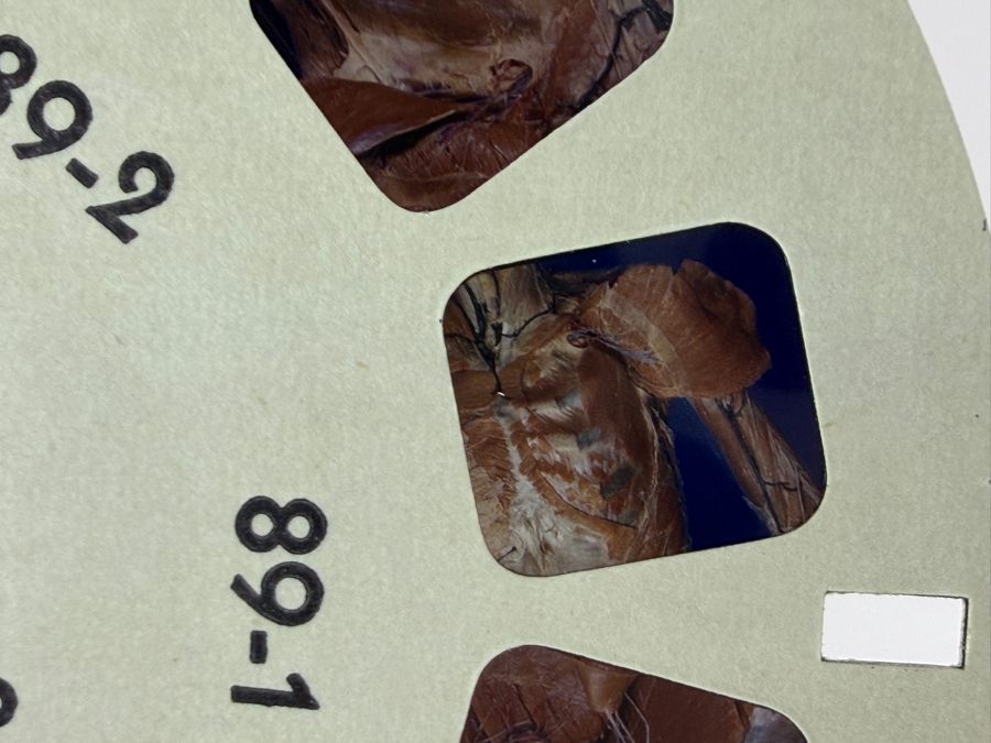 Rare Set Of (6) Vintage 1955 A Stereoscopic Atlas of Human Anatomy by David L. Bassett Upper and Lower Extremity View-Master Reels [Photo 7]