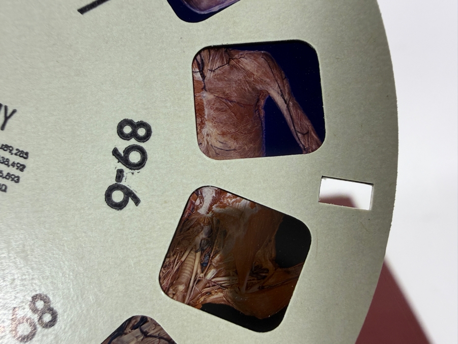 Rare Set Of (6) Vintage 1955 A Stereoscopic Atlas of Human Anatomy by David L. Bassett Upper and Lower Extremity View-Master Reels [Photo 4]