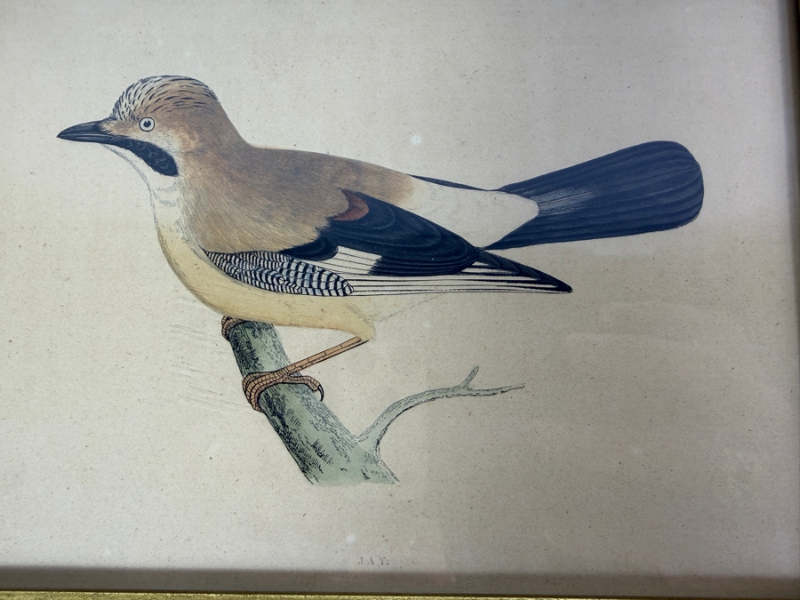 Set Of Four Framed Antique Prideaux John Selby British Ornithology Bird Prints 9' X 7' [Photo 2]