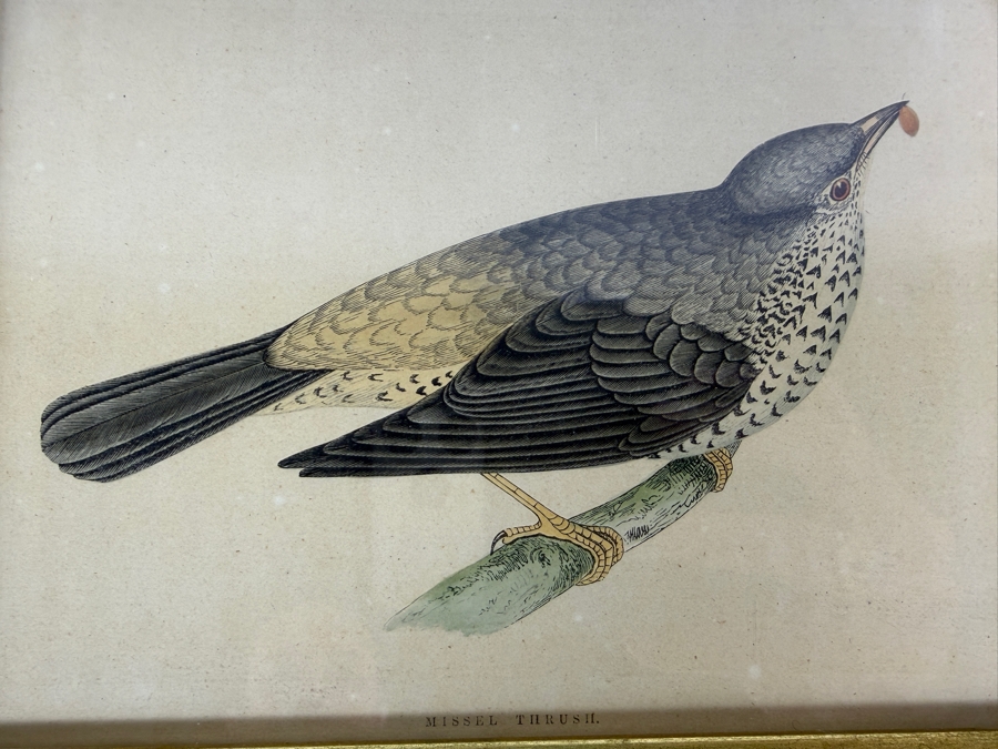 Set Of Four Framed Antique Prideaux John Selby British Ornithology Bird Prints 9' X 7' [Photo 4]