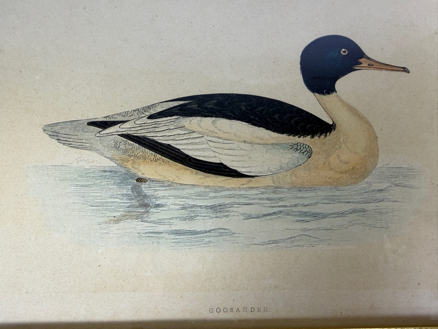 Set Of Four Framed Antique Prideaux John Selby British Ornithology Bird Prints 9' X 7' [Photo 5]