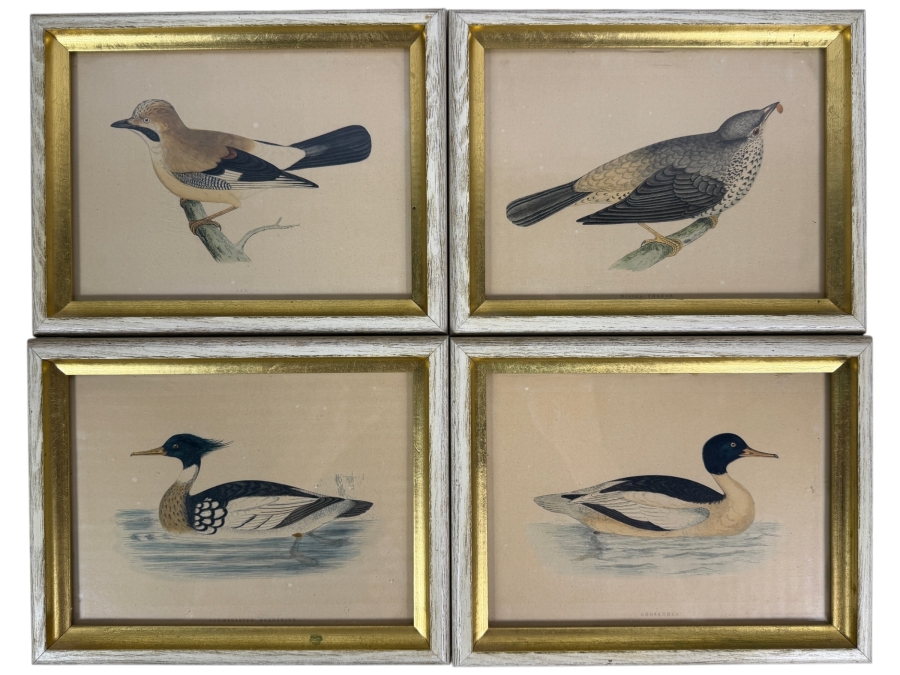 Set Of Four Framed Antique Prideaux John Selby British Ornithology Bird Prints 9' X 7'