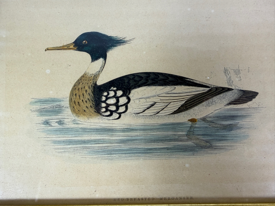 Set Of Four Framed Antique Prideaux John Selby British Ornithology Bird Prints 9' X 7' [Photo 3]