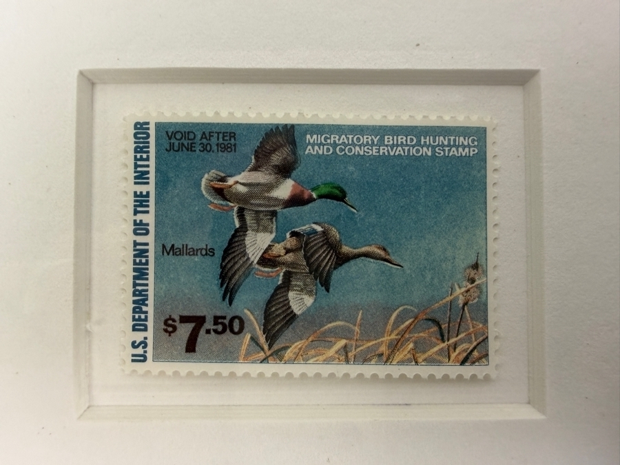 Framed 1980 1981 Federal Duck Stamp Limited Edition 5,854/12,950 Print Signed By Richard W Plasschaert 15' X 14' [Photo 6]