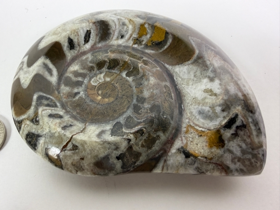 Polished Madagascar Ammonite Fossil Section Showing Intricate Crystallized Suture Patterns 253g [Photo 4]