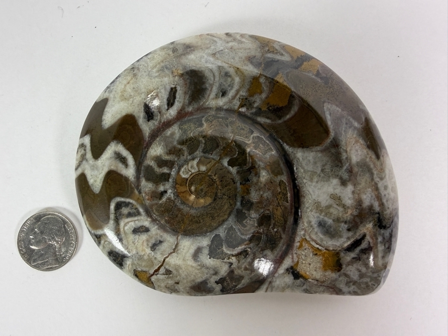 Polished Madagascar Ammonite Fossil Section Showing Intricate Crystallized Suture Patterns 253g [Photo 3]