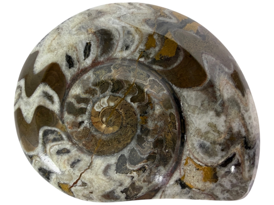 Polished Madagascar Ammonite Fossil Section Showing Intricate Crystallized Suture Patterns 253g