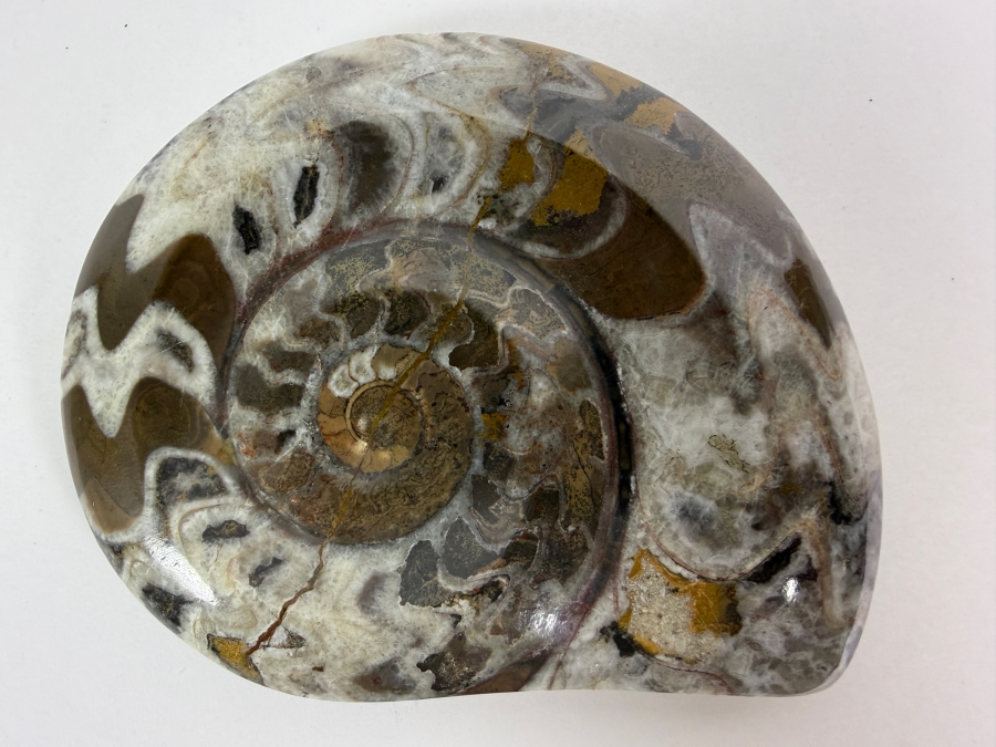 Polished Madagascar Ammonite Fossil Section Showing Intricate Crystallized Suture Patterns 253g [Photo 2]