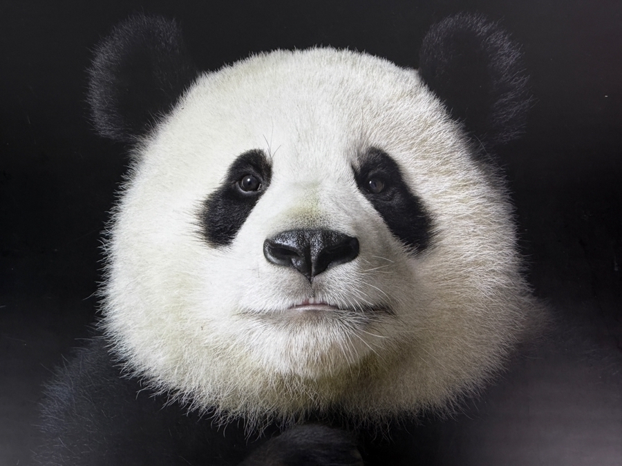 Tim Flach More Than Human Panda Cover Hardcover Animal Photography Coffee Table Book [Photo 3]