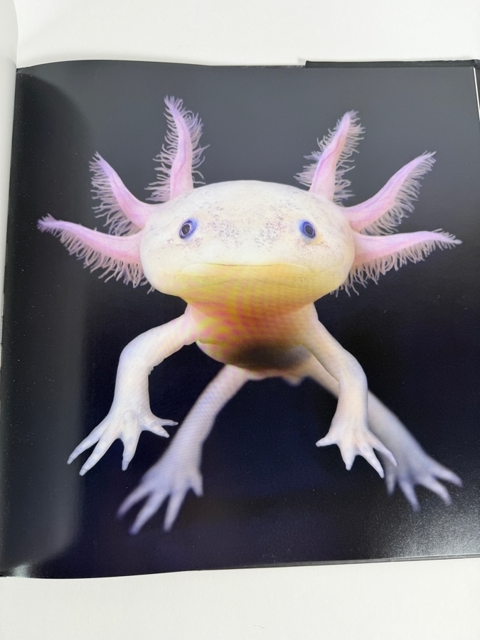 Tim Flach More Than Human Panda Cover Hardcover Animal Photography Coffee Table Book [Photo 11]