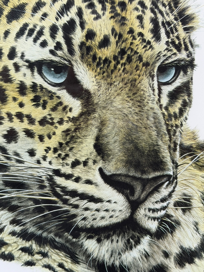 Guy Coheleach Signed 'Chinese Leopard Head' Print 15.5 X 16 Nicely Framed 23 X 25 [Photo 5]