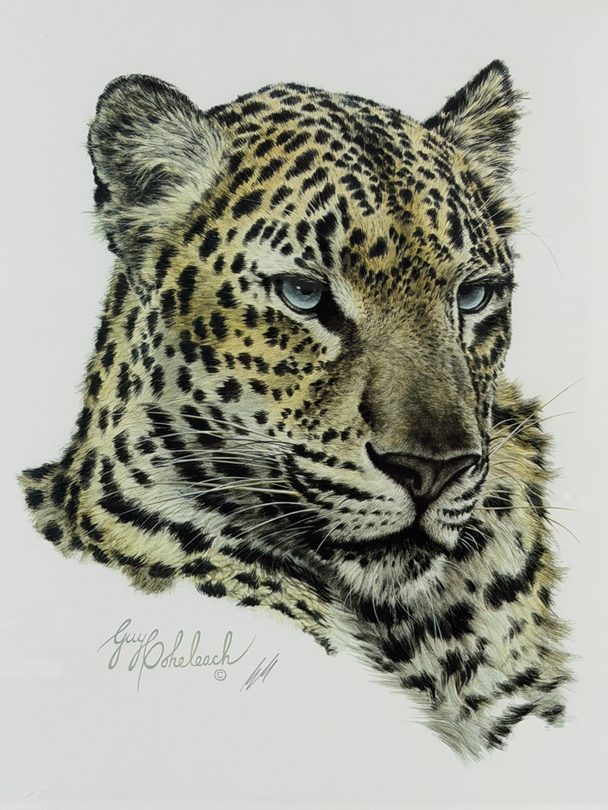 Guy Coheleach Signed 'Chinese Leopard Head' Print 15.5 X 16 Nicely Framed 23 X 25 [Photo 4]