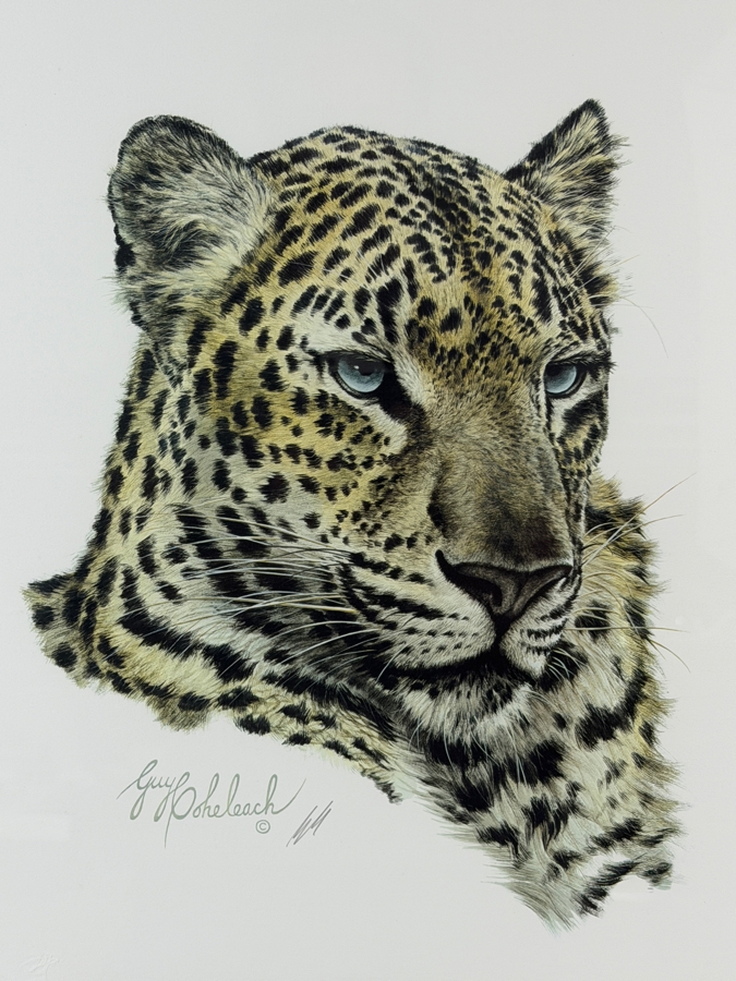 Guy Coheleach Signed 'Chinese Leopard Head' Print 15.5 X 16 Nicely Framed 23 X 25 [Photo 3]
