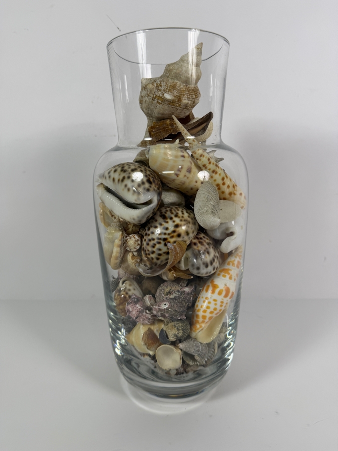 Decorative Clear Glass Vase Filled With Assorted Natural Specimen Sea Shells And Coral Accent 14'H [Photo 7]
