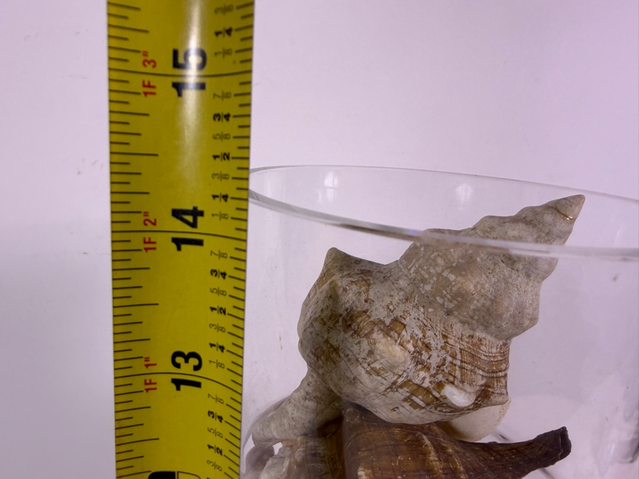 Decorative Clear Glass Vase Filled With Assorted Natural Specimen Sea Shells And Coral Accent 14'H [Photo 8]