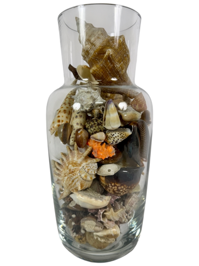 Decorative Clear Glass Vase Filled With Assorted Natural Specimen Sea Shells And Coral Accent 14'H