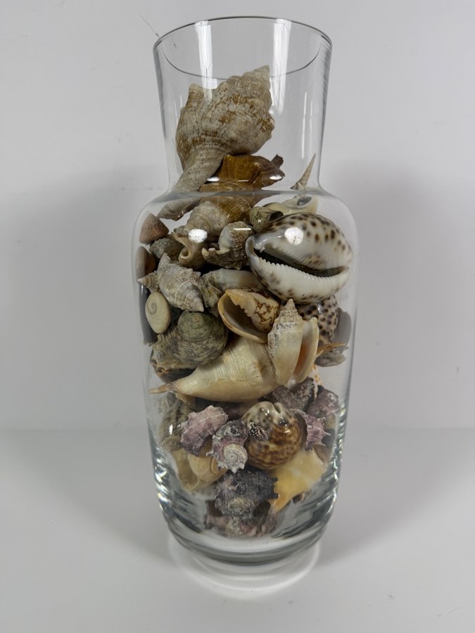 Decorative Clear Glass Vase Filled With Assorted Natural Specimen Sea Shells And Coral Accent 14'H [Photo 6]