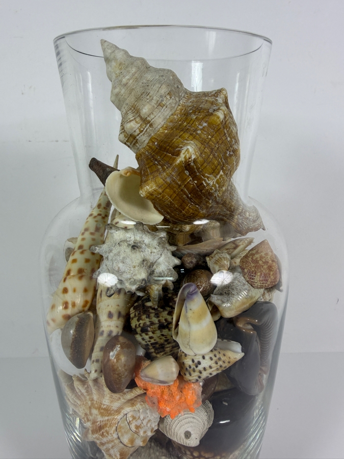 Decorative Clear Glass Vase Filled With Assorted Natural Specimen Sea Shells And Coral Accent 14'H [Photo 4]