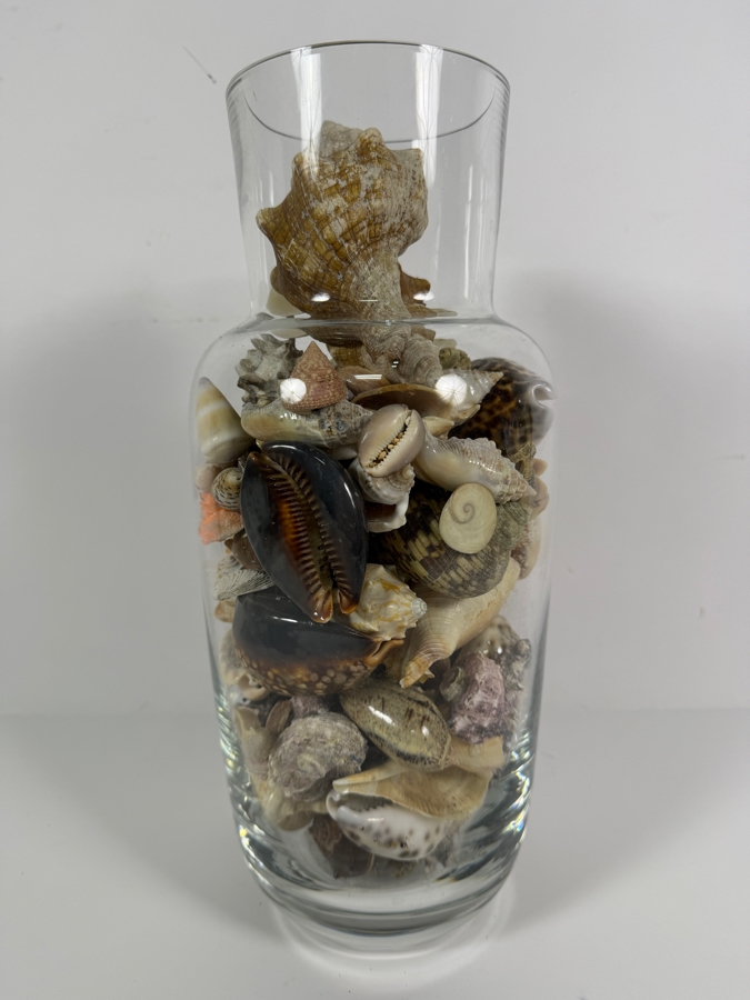 Decorative Clear Glass Vase Filled With Assorted Natural Specimen Sea Shells And Coral Accent 14'H [Photo 5]